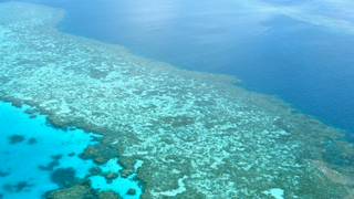 To Help Preserve the Great Barrier Reef, These Researchers Are Collecting Its Sperm Cells